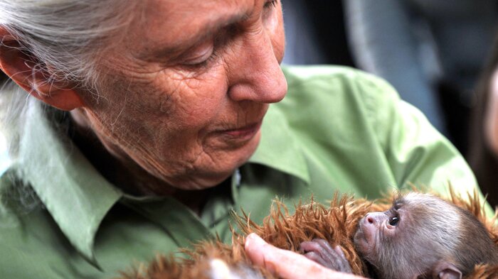 bildet viser Jane Goodall