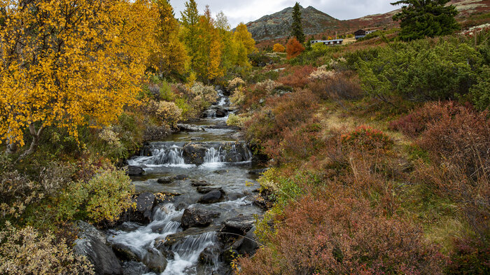  Høstfarger i Gravdalen på fjellet mellom Kvam og Vinstra i Gudbrandsdalen
