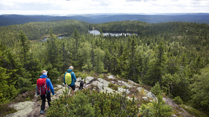 Bildet viser turgåere i skog