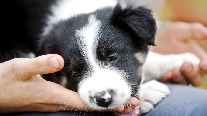 Bildet viser en liten hund som er slapp