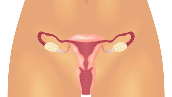 Kvinnelige forplantningsorganer Bildet viser underdelen av en kvinnekropp, hvor det er tegnet inn reproduktive organer.