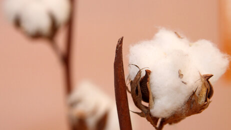 Bildet viser en bomullsplante