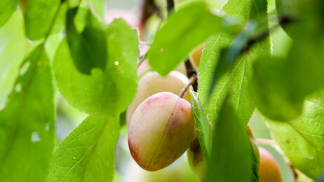 Bildet viser plommer på en gren