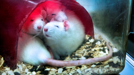 Forsøksrotter på institutt for biologisk og medisinsk psykologi, UiB, Bergen