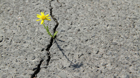 Bildet viser en løvetann som presser seg gjennom asfalten.