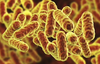 Serratia marcescens bakterie