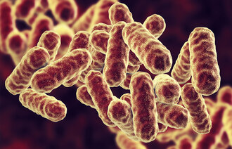 Datagjengivelse av sykehusbakterien Serratia marcescens