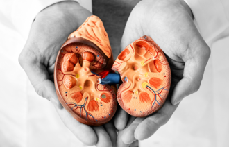 Illustrasjon av nyre