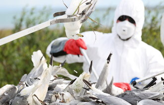 Bildet viser personell i beskyttelsesuniform som inspiserer døde fugler