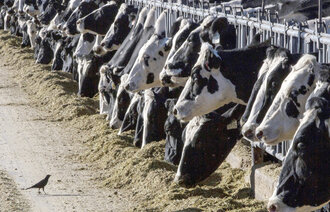 Bildet viser kyr på en gård i New Mexico i USA.