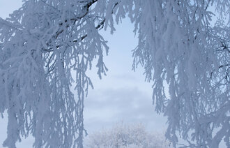 Bildet viser en snøfull grein