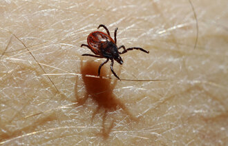 Bildet viser en flått