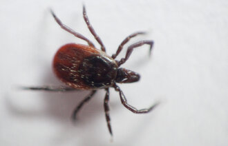 Bildet viser en flått.