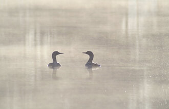 Et symbolsk bilde av to svaner på på vannet. Det er disig, omgivelsene er grå og de ser mot hverandre.