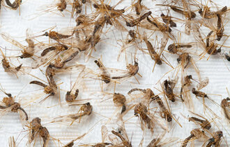 bildet viser malariamygg fra Pasvik