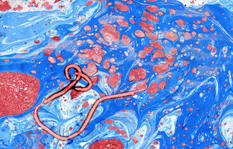 Bildet viser et ebolavirus