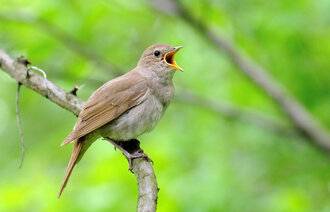 Bildet viser en nattergal som synger