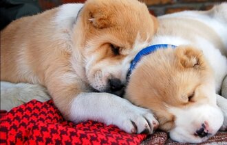 Illustrasjonsbilde av to små valper som sover