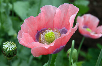 Bildet viser en valmue av arten Papaver somniferum