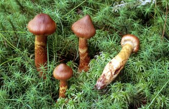 Bildet viser spiss giftslørsopp.