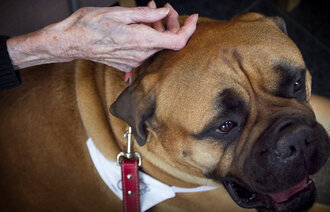 Terapihund for eldre