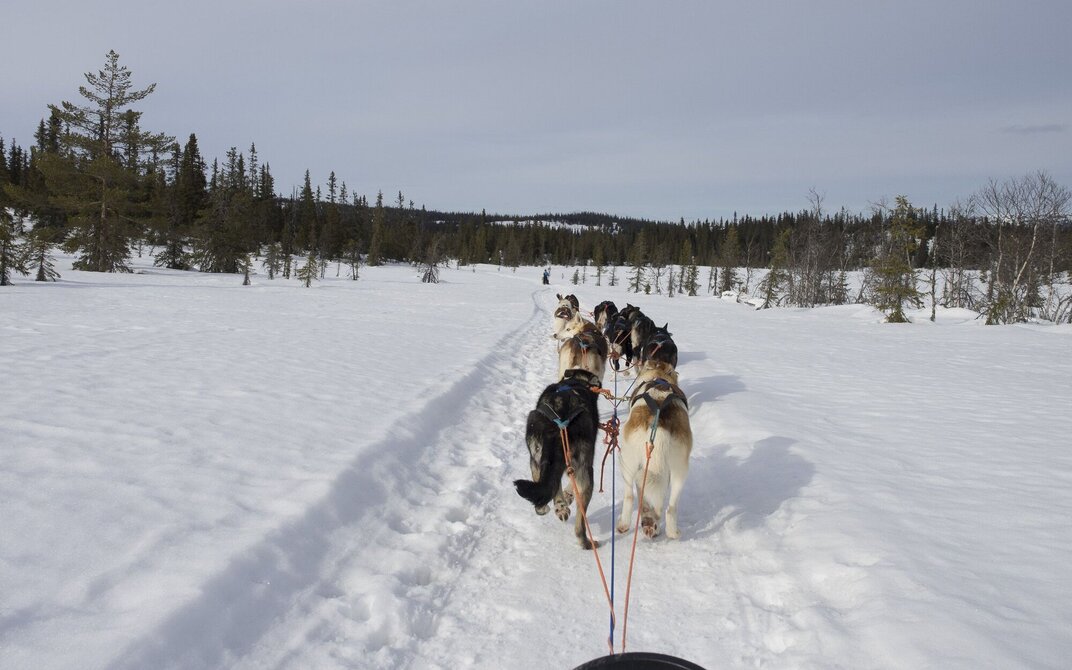 Viser hundespannet bakfra. Bildet er tatt fra hundesleden.