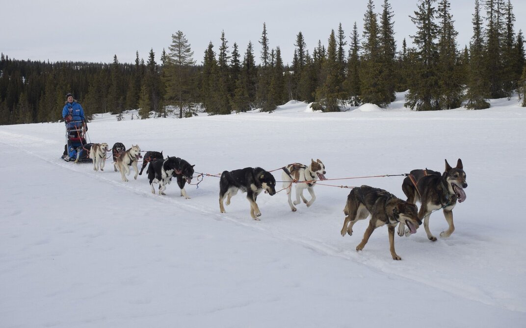 Viser bilde av hundespannet i full fart