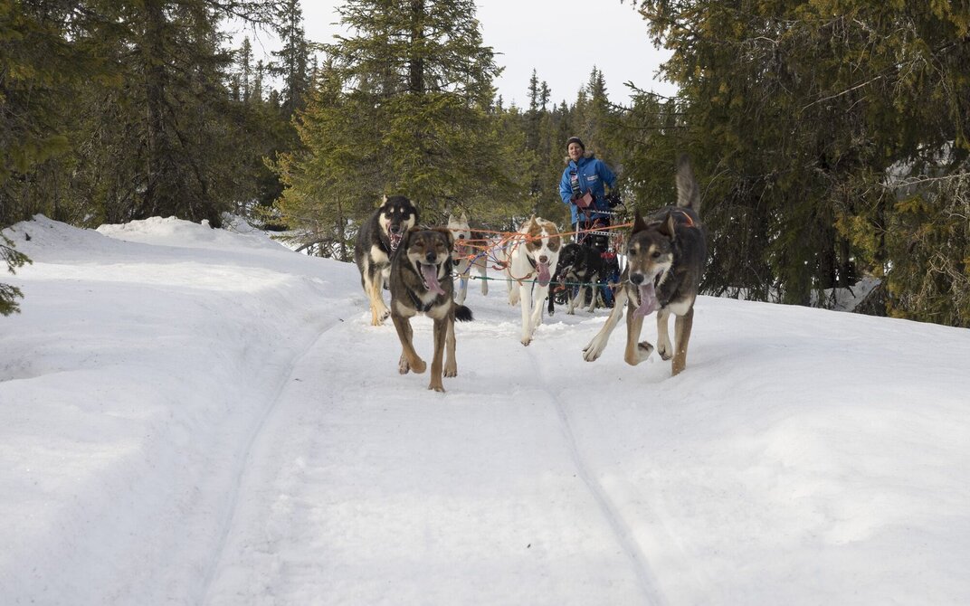 Bilde av Birgitte når hun kjører hundespann