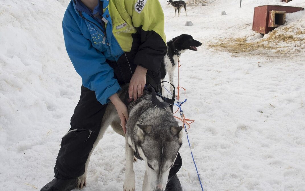 Eldste sønn Herman gjør klart sitt hundespann