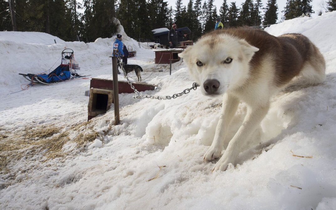 Nærbilde av en av hundene