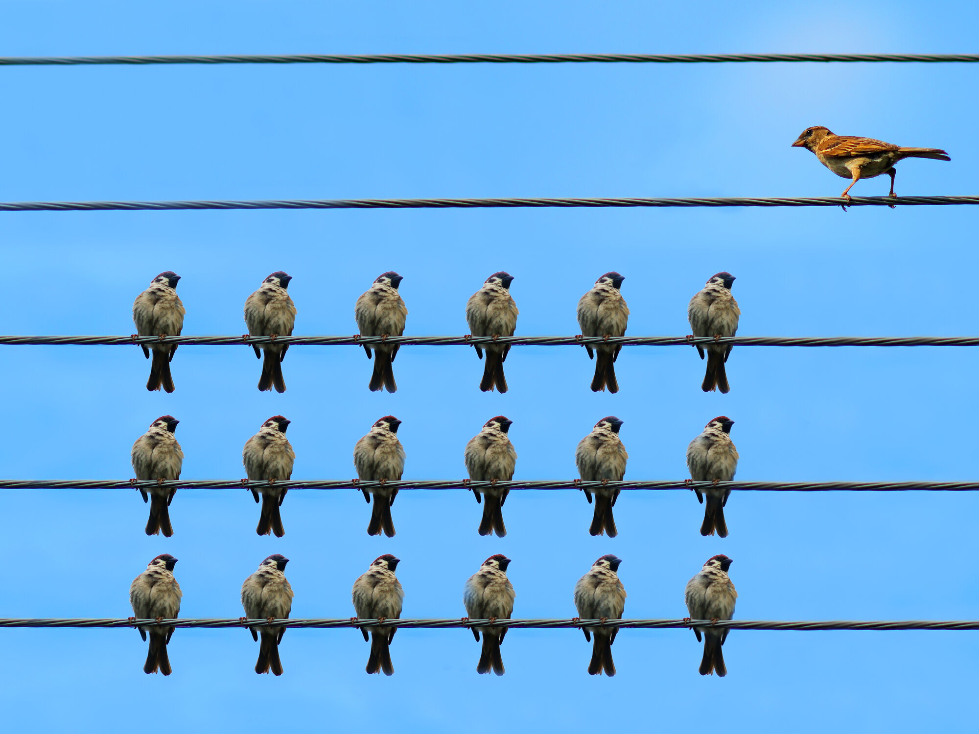 Bilde av mange spurver som står samlet på rekke og rad. I utkanten står en ensom spurv og betrakter flokken