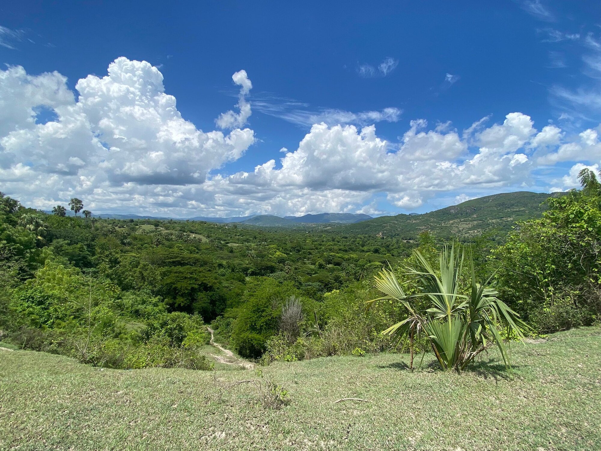 Bildet viser skogområde i L´Asile.