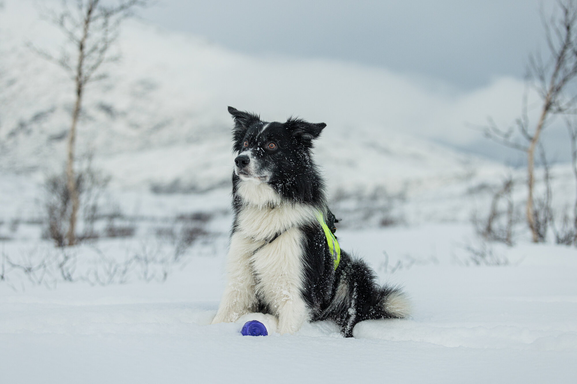 Redningshunden Spiff