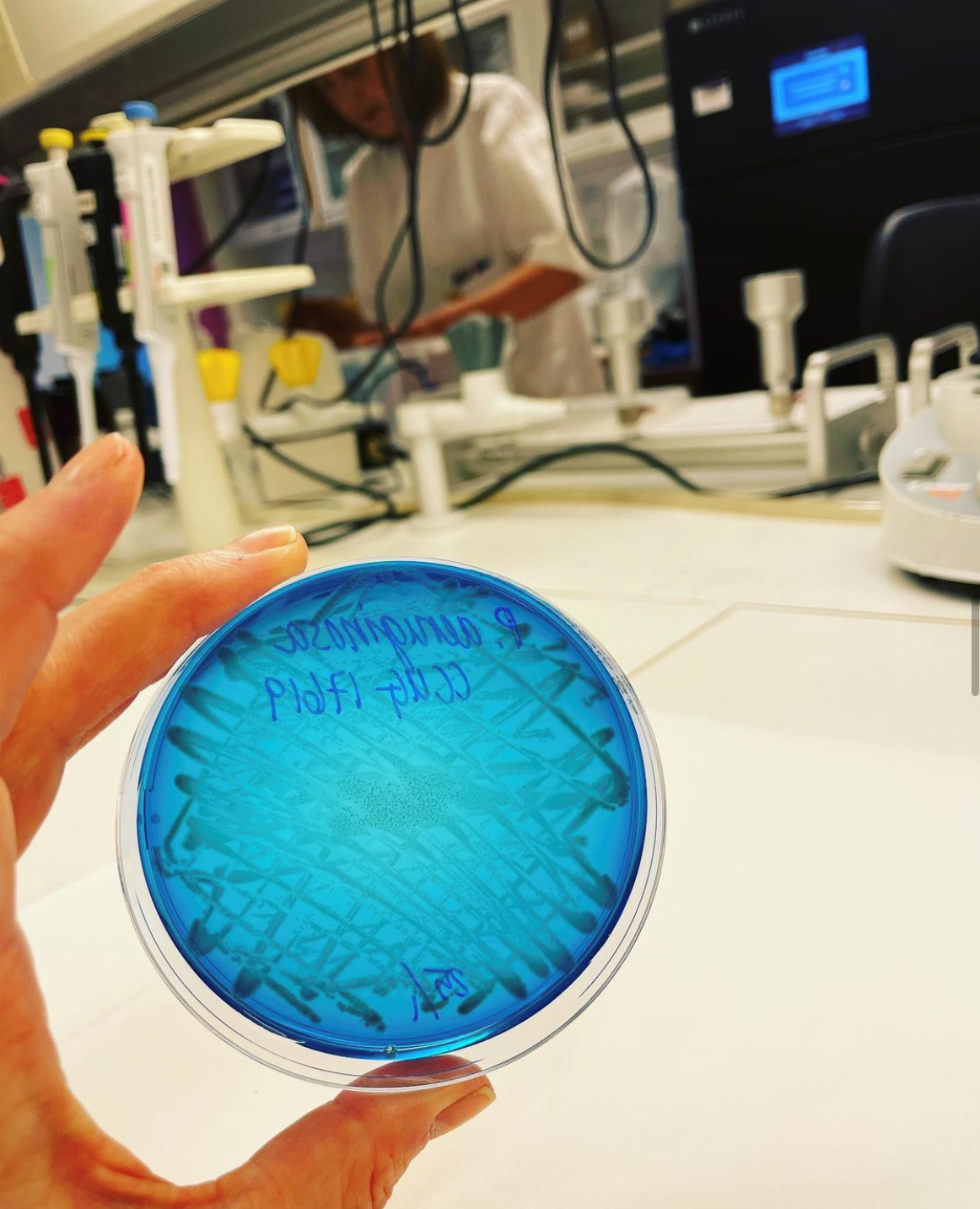 Bildet viser en petriskål med Pseudomonas aeruginosa.