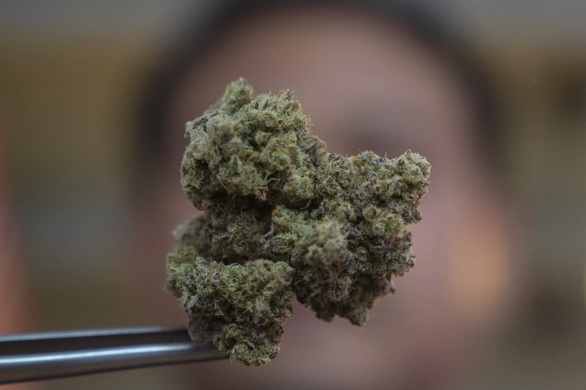 Bildet viser cannabis