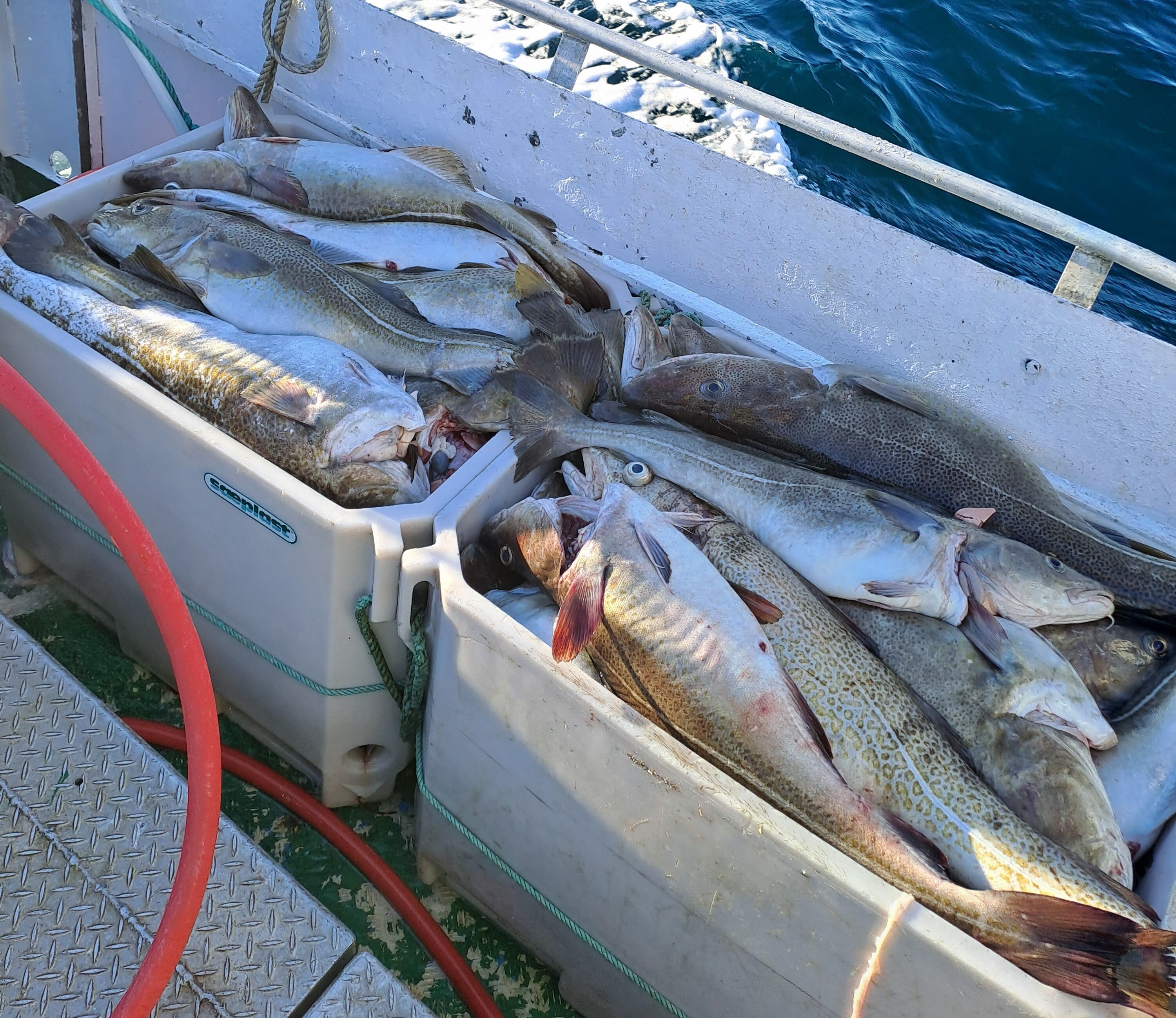 Bildet viser fisk i kasser.