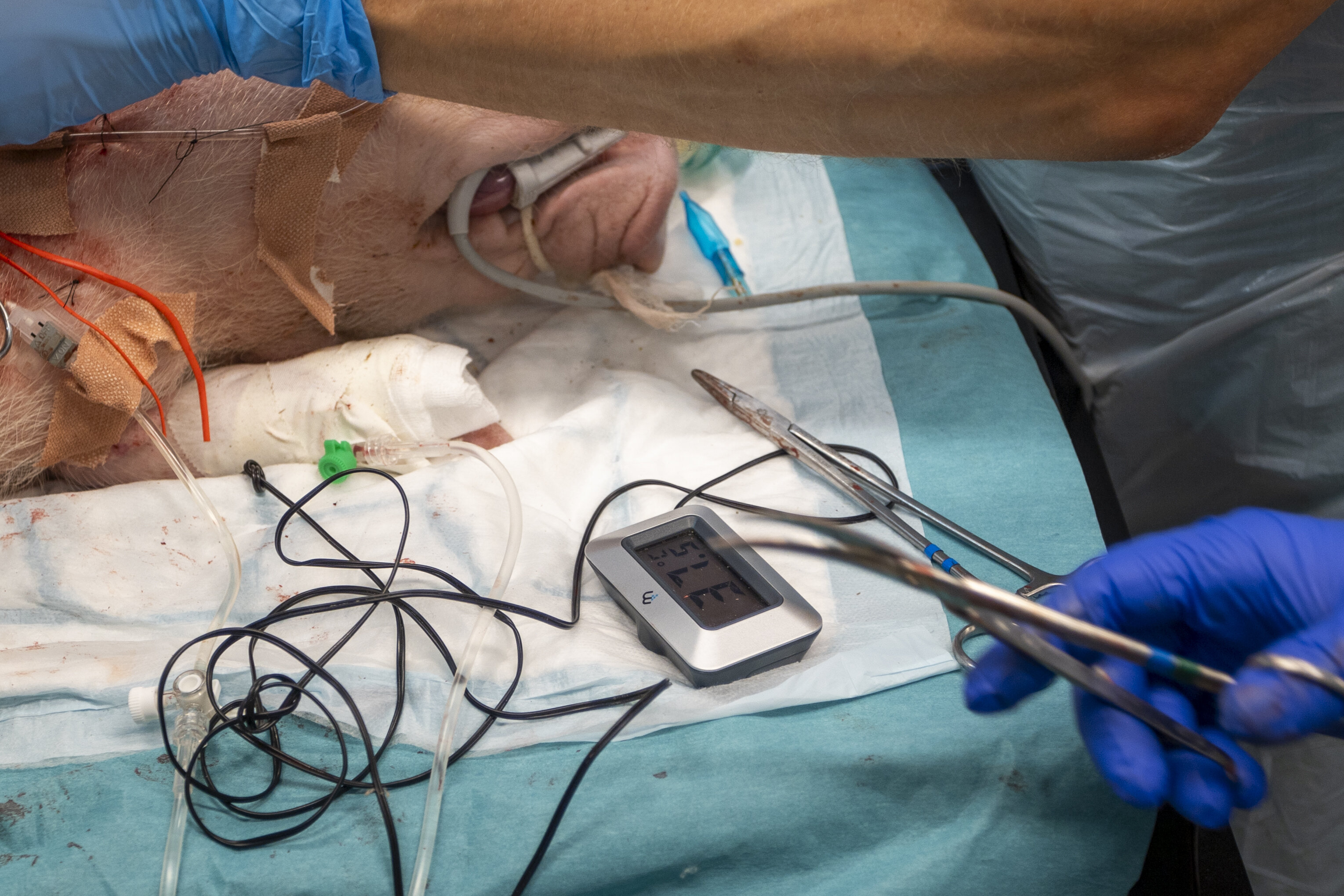 Bildet viser en intubert gris.