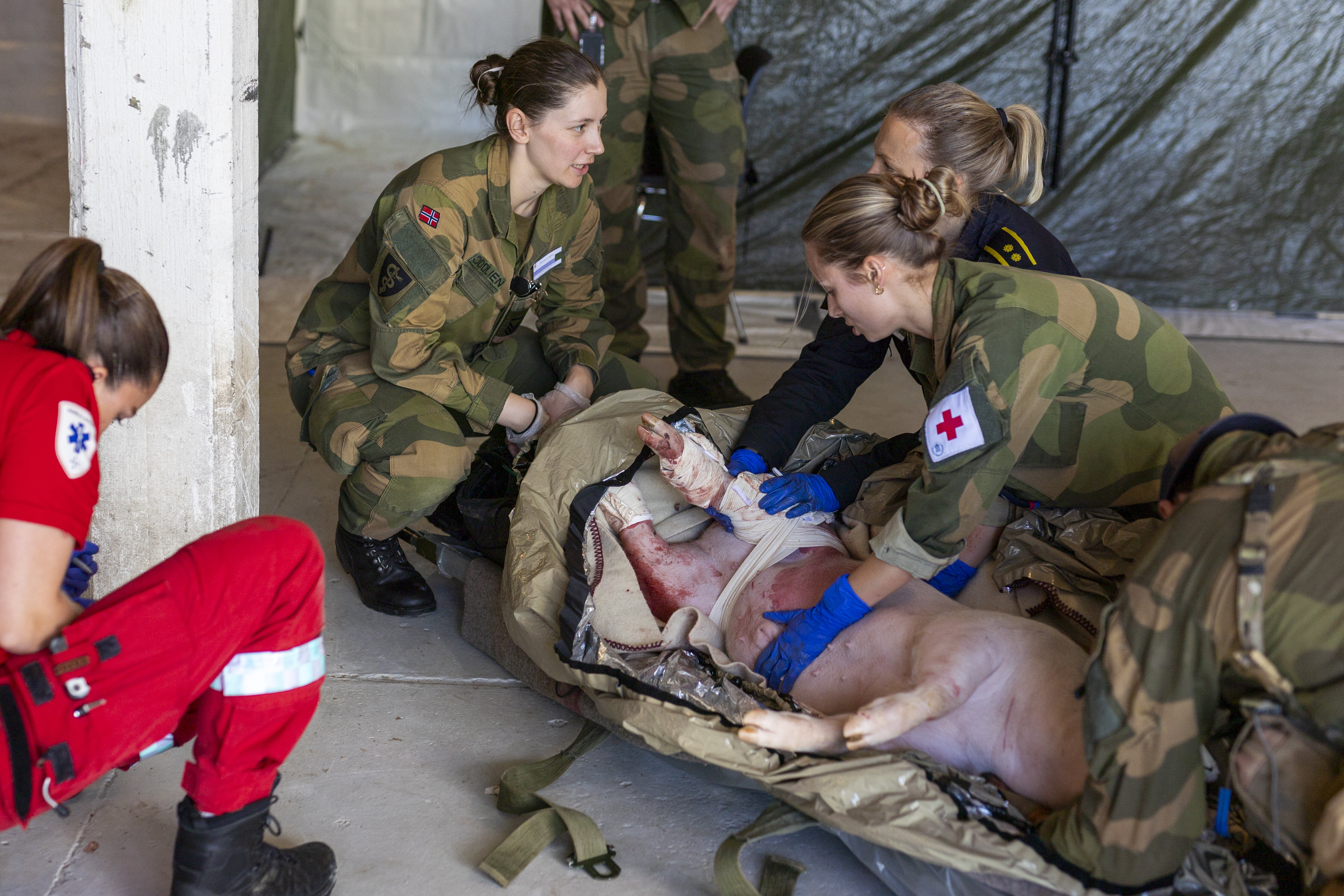 Bildet viser sanitetspersonell med en skadet gris.