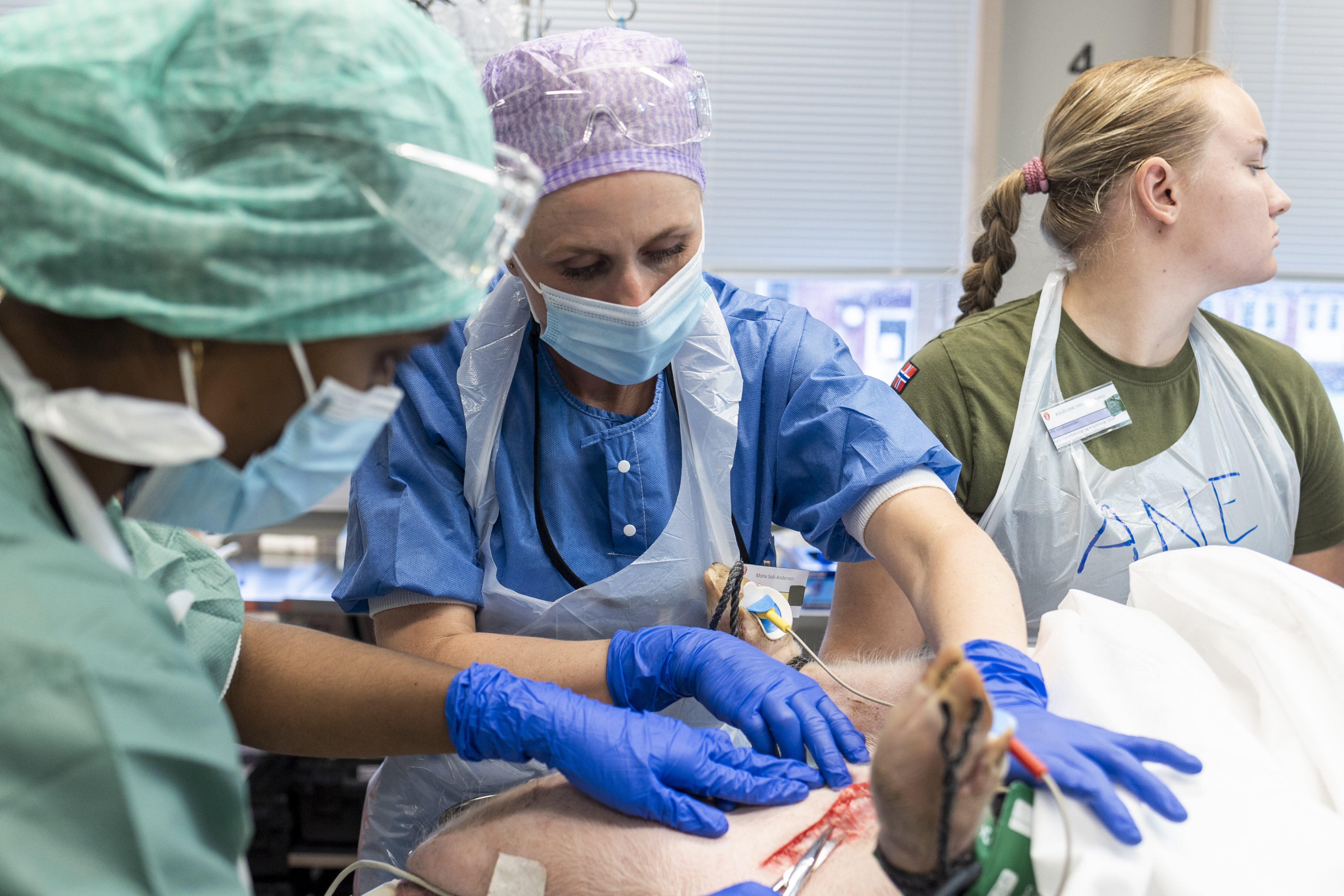 Bildet viser Mona Karine Soli-Andersen som trener på å blottlegge vene på halsen til en gris.