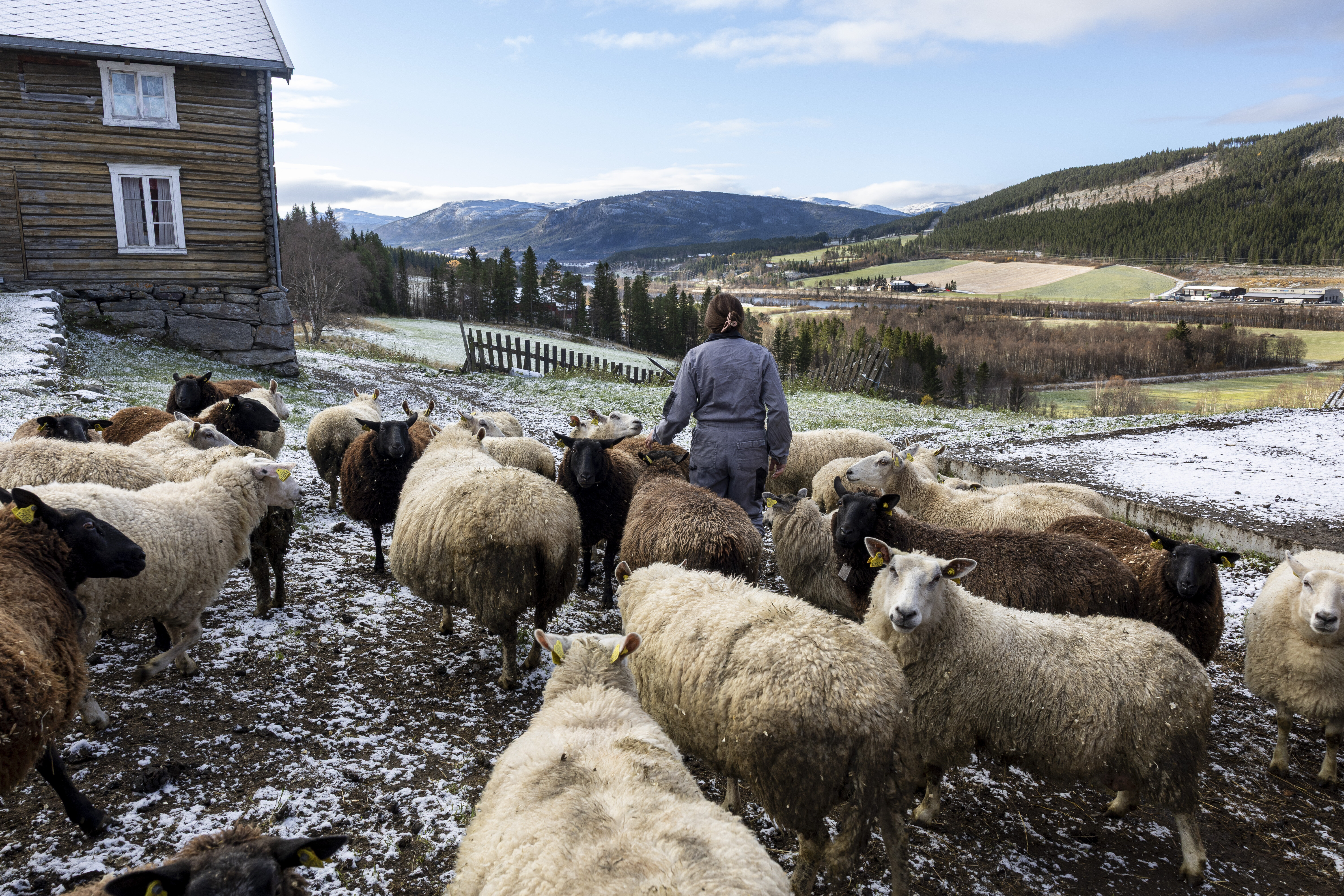 Bjørg Randmæl og sauene