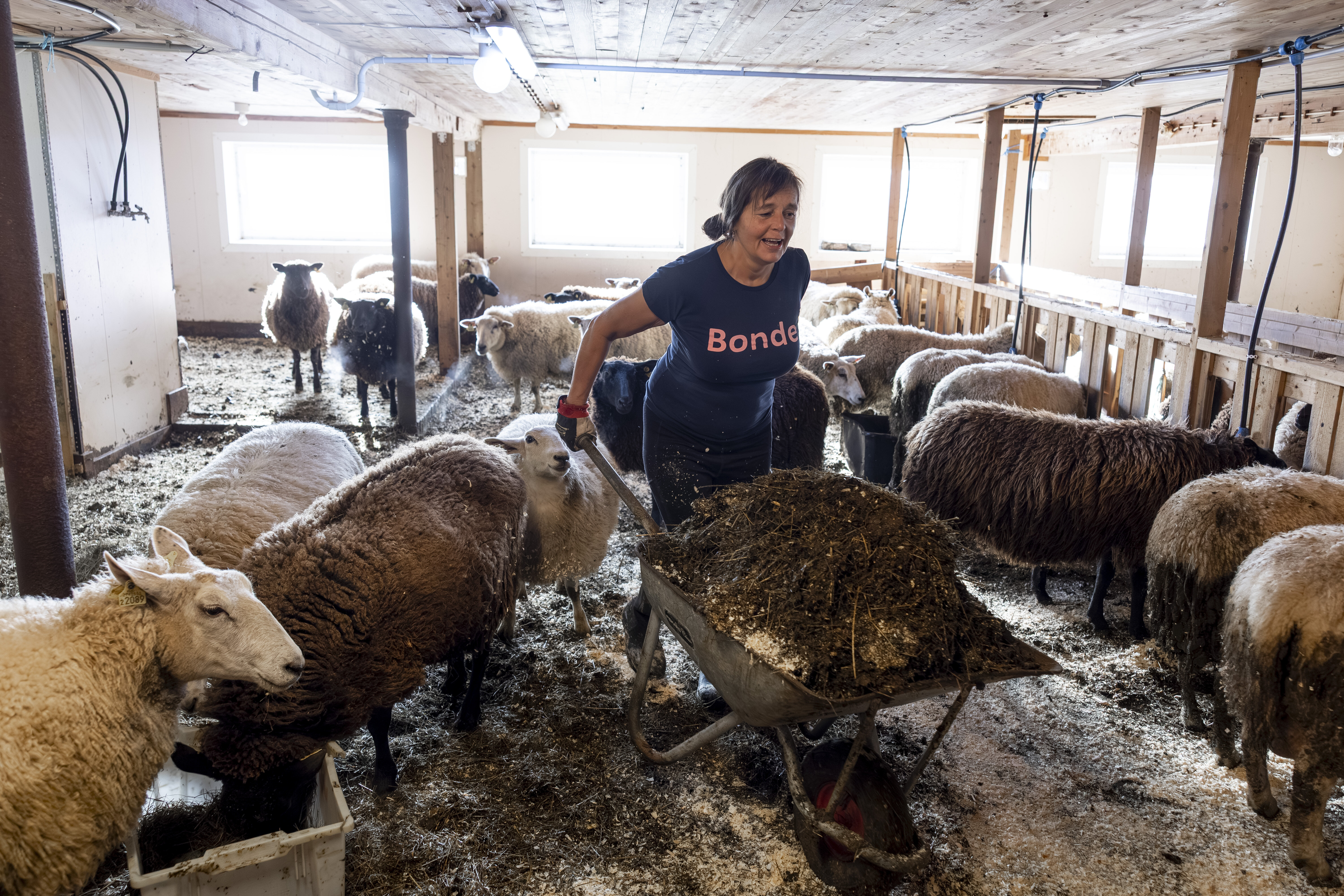 Bjørg Randmæl i fjøset