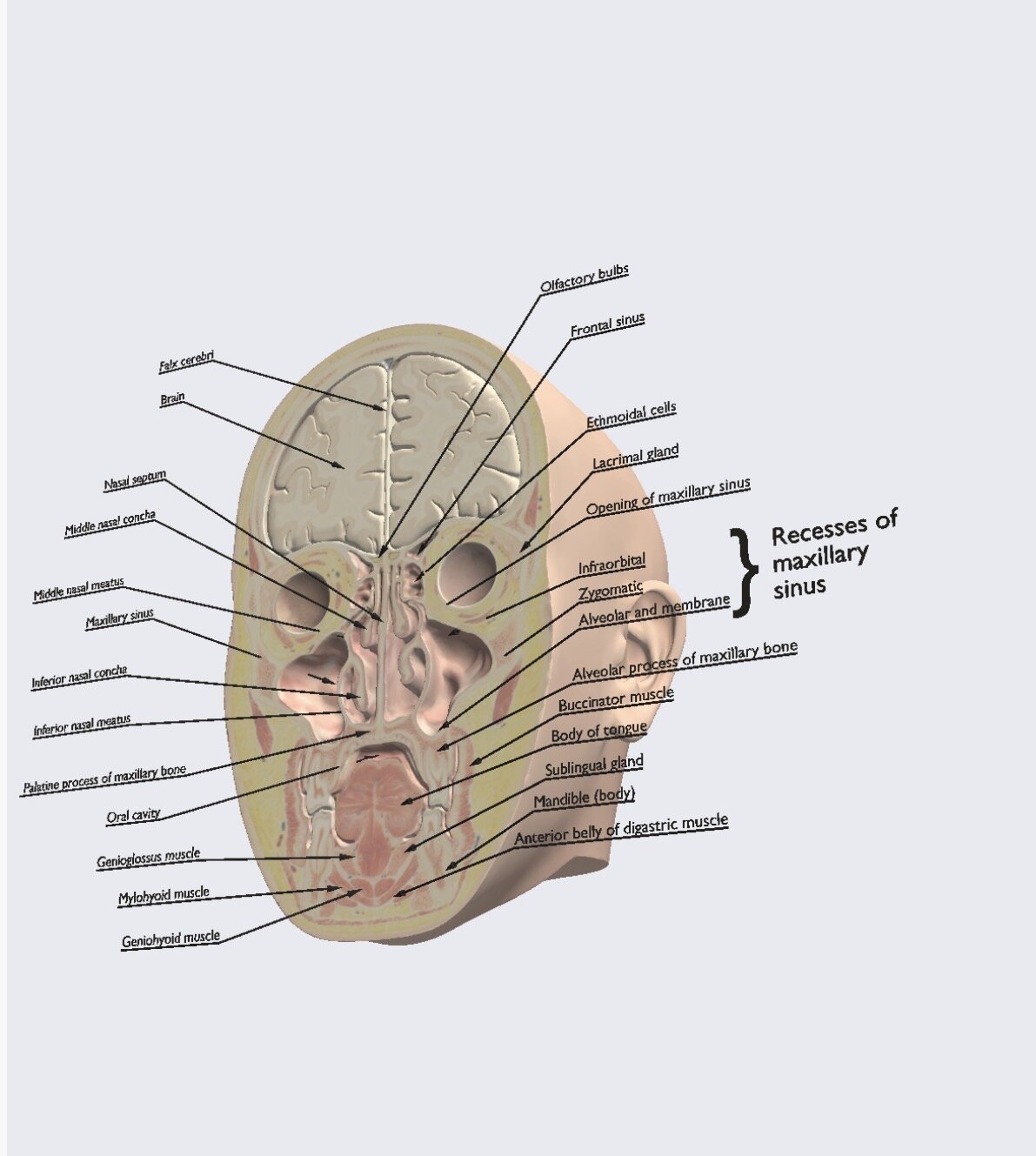Charlotte Aronsen illustrasjonsfoto