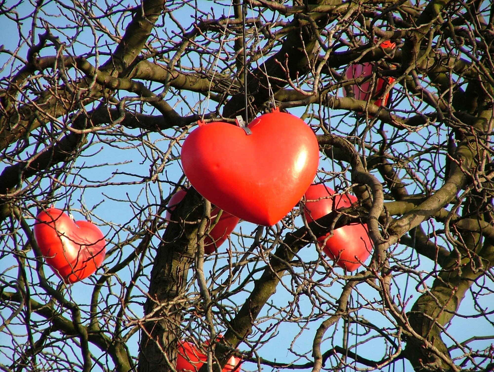 Røde hjerter som henger på et nakent tre