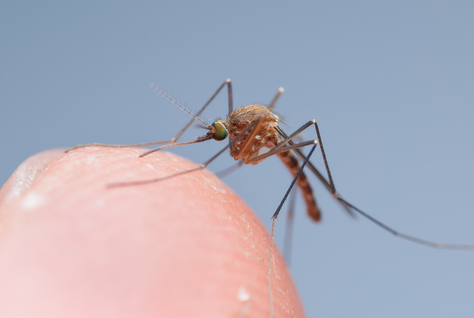 Bildet viser Culex pipiens