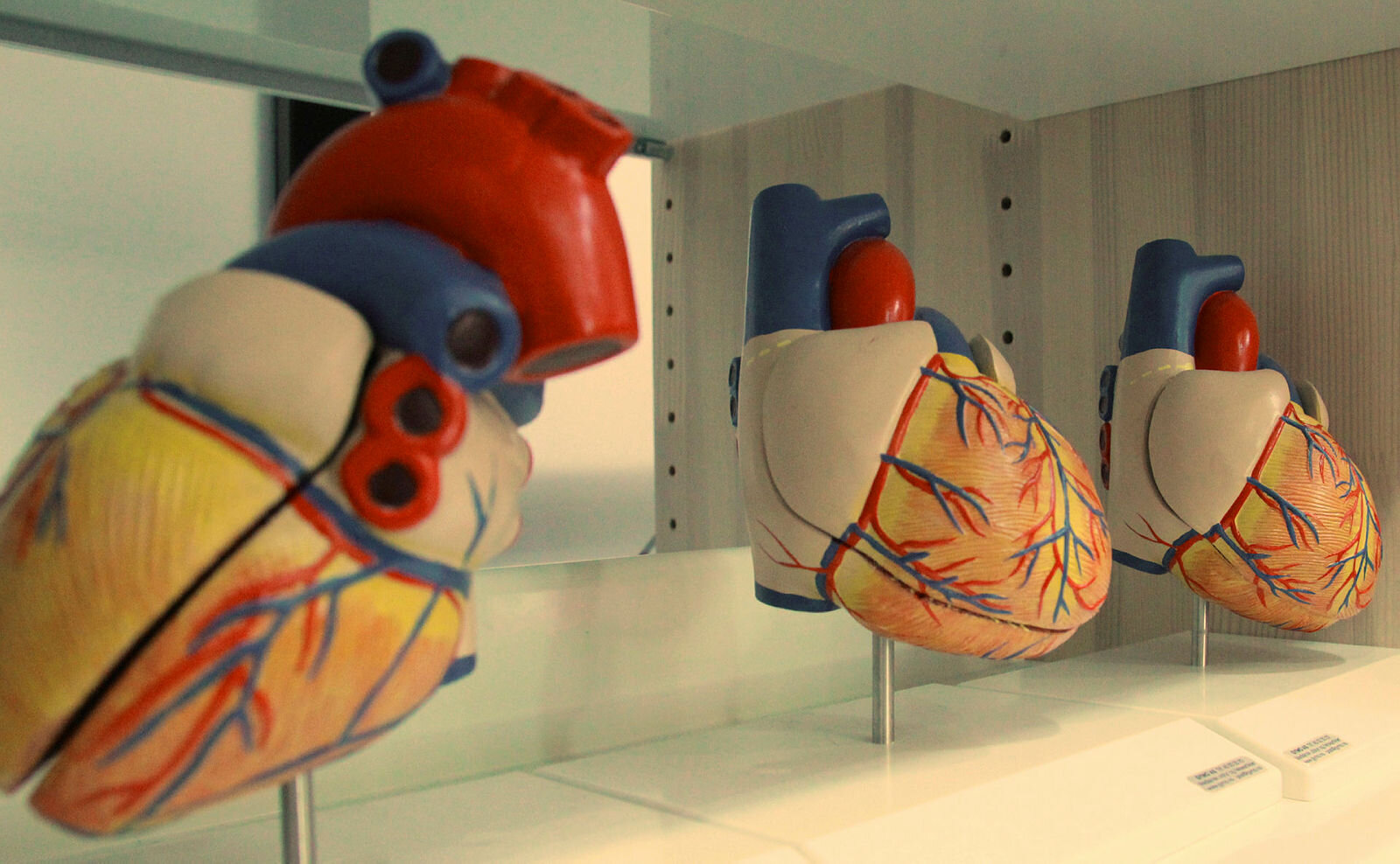 Anatomisk modell av hjerte
