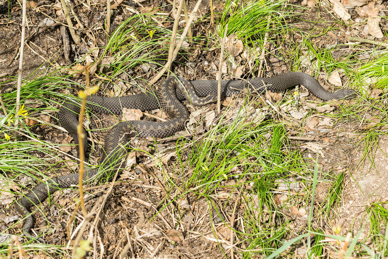 Bildet viser to hoggormer som soler seg