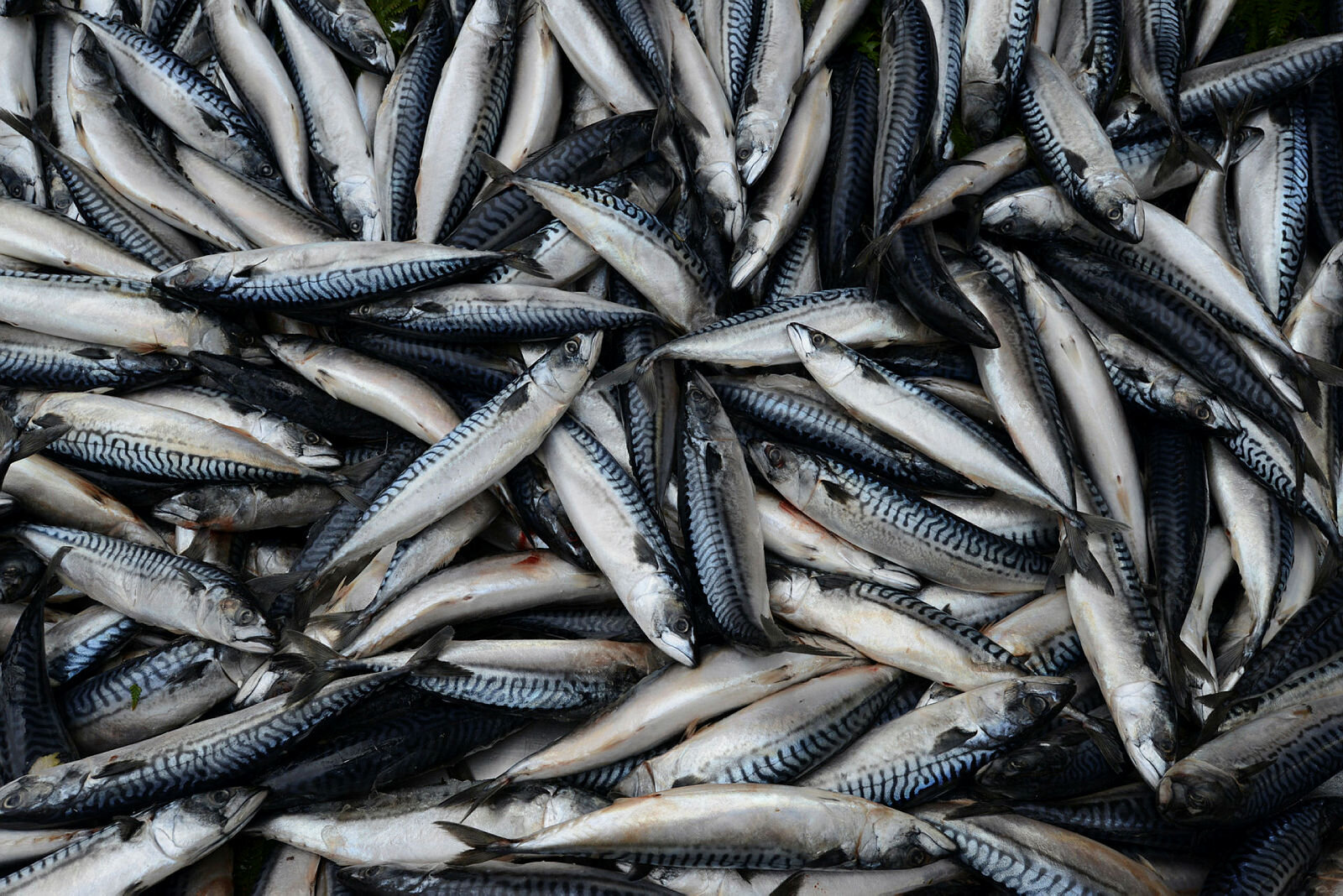 Bildet viser en masse makrell som er fanget