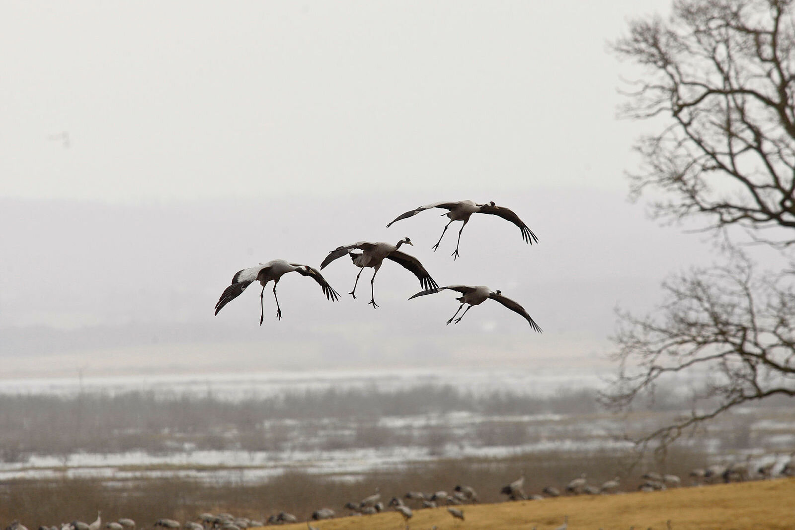 Bildet viser fugler som flyr om høsten