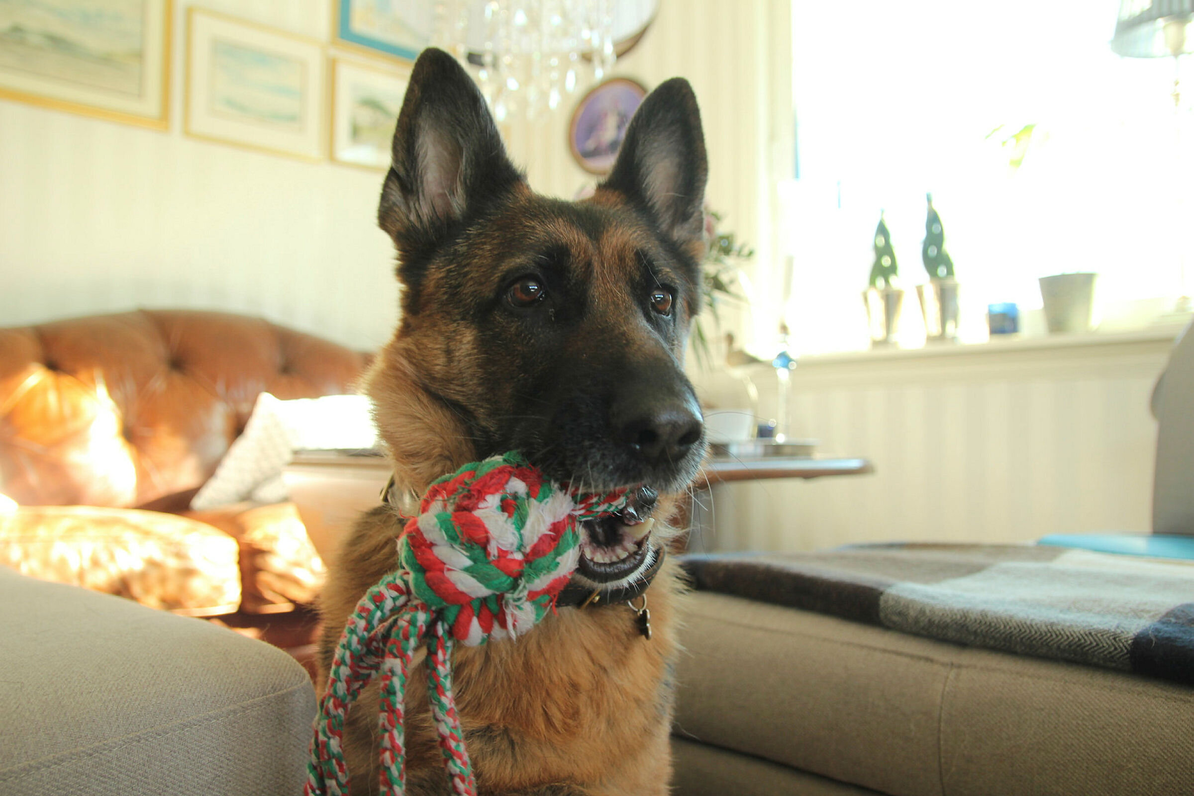 Bilde av schæferhund