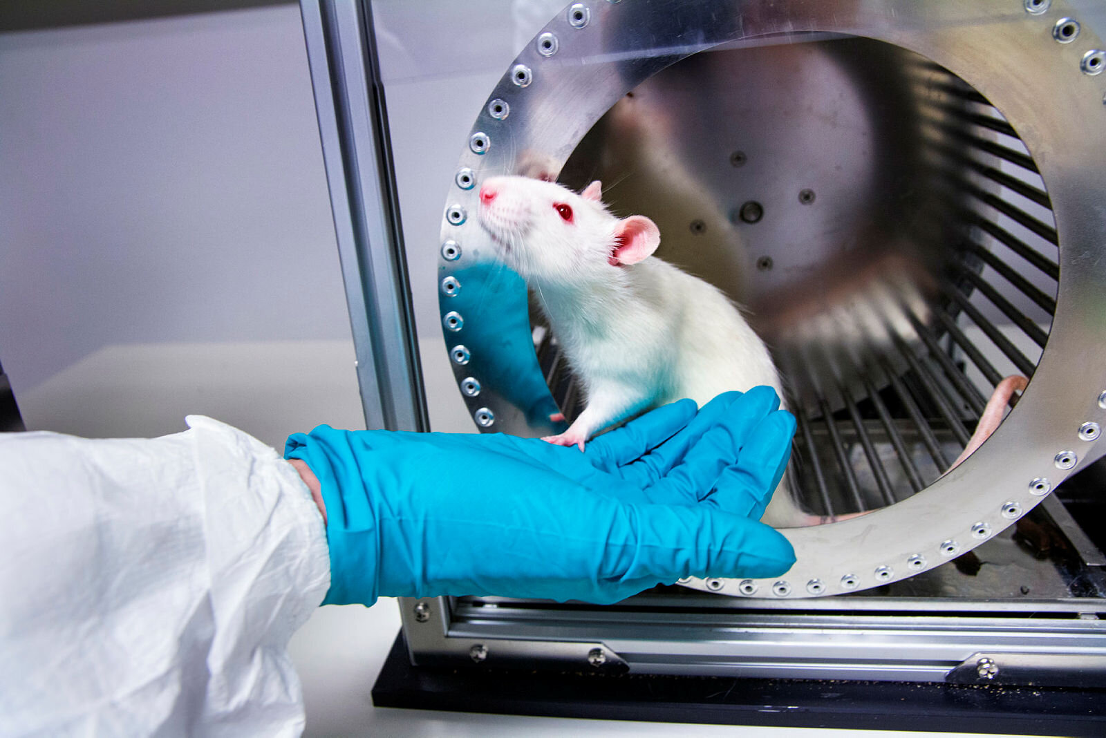 Forsøksrotte på institutt for biologisk og medisinsk psykologi, Universitetet i Bergen